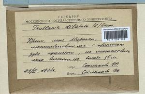 Frullania dilatata (L.) Dumort., Bryophytes, Bryophytes - Crimea (B3a) (Russia)