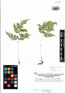 Cystopteris sudetica A. Br. & Milde, Siberia, Baikal & Transbaikal region (S4) (Russia)