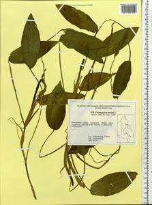 Potamogeton natans L., Siberia, Chukotka & Kamchatka (S7) (Russia)