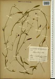 Lathyrus cassius Boiss., South Asia, South Asia (Asia outside ex-Soviet states and Mongolia) (ASIA) (Lebanon)