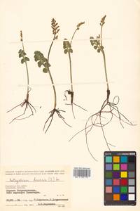 Botrychium lunaria (L.) Sw., Siberia, Chukotka & Kamchatka (S7) (Russia)