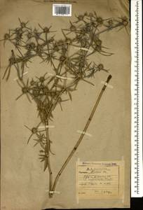 Eryngium caucasicum Trautv., Caucasus, Abkhazia (K4a) (Abkhazia)