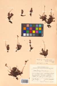 Saxifraga cherlerioides D. Don, Siberia, Russian Far East (S6) (Russia)