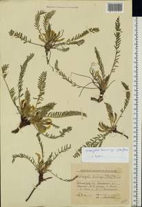 Astragalus buchtormensis Pall., Eastern Europe, Lower Volga region (E9) (Russia)