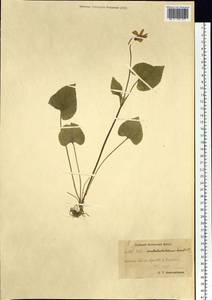 Viola langsdorfii subsp. sachalinensis W. Becker, Siberia, Chukotka & Kamchatka (S7) (Russia)