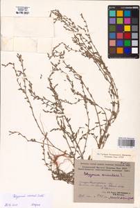Polygonum arenastrum subsp. calcatum (Lindm.) Wissk., Middle Asia, Caspian Ustyurt & Northern Aralia (M8) (Kazakhstan)