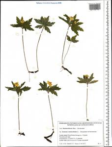 Anemone ranunculoides L., Eastern Europe, Belarus (E3a) (Belarus)