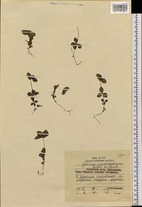 Galium kamtschaticum Steller ex Schult. & Schult.f., Siberia, Russian Far East (S6) (Russia)