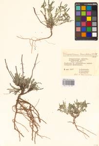 Sterigmostemum caspicum (Lam.) Kuntze, Eastern Europe, Lower Volga region (E9) (Russia)