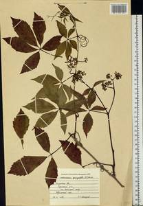 Parthenocissus quinquefolia (L.) Planch., Eastern Europe, Central region (E4) (Russia)