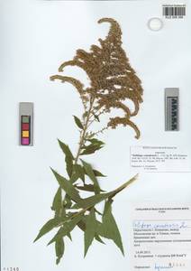 Solidago canadensis L., Siberia, Altai & Sayany Mountains (S2) (Russia)