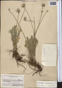 Astragalus stenanthus Bunge, Middle Asia, Western Tian Shan & Karatau (M3) (Uzbekistan)