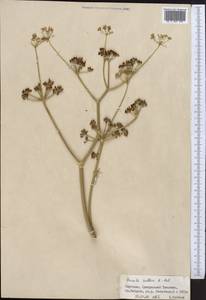 Ferula kelleri Koso-Pol., Middle Asia, Northern & Central Tian Shan (M4) (Kyrgyzstan)