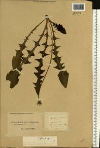 Taraxacum officinale Weber ex F. H. Wigg., Eastern Europe, Northern region (E1) (Russia)