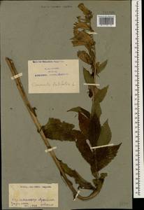 Campanula latifolia L., Caucasus, Azerbaijan (K6) (Azerbaijan)