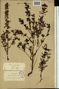 Pedicularis palustris, Eastern Europe, North-Western region (E2) (Russia)