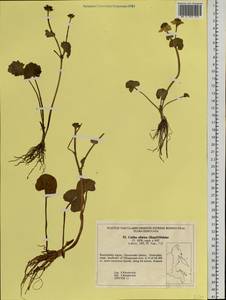 Caltha palustris var. sibirica Regel, Siberia, Chukotka & Kamchatka (S7) (Russia)