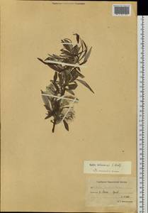 Salix schwerinii E.L.Wolf, Siberia, Chukotka & Kamchatka (S7) (Russia)