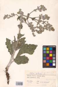 MHA 0 156 128, Salvia aethiopis L., Eastern Europe, South Ukrainian region (E12) (Ukraine)