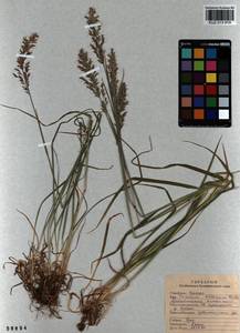 Trisetum altaicum Roshev., Siberia, Altai & Sayany Mountains (S2) (Russia)