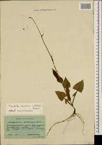 Lactuca racemosa Willd., Caucasus, Krasnodar Krai & Adygea (K1a) (Russia)