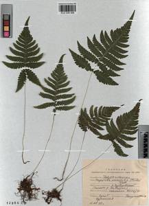 Phegopteris connectilis (Michx.) Watt, Siberia, Altai & Sayany Mountains (S2) (Russia)