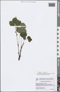 Rubus saxatilis L., Eastern Europe, Eastern region (E10) (Russia)