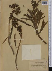 Euphorbia characias L., Western Europe (EUR) (Italy)
