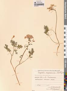 Corydalis magadanica A.P.Khokhr., Siberia, Chukotka & Kamchatka (S7) (Russia)