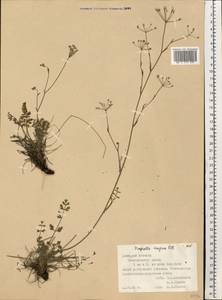 Pimpinella tragium Vill., Eastern Europe, South Ukrainian region (E12) (Ukraine)