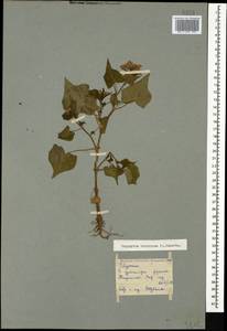 Fagopyrum tataricum (L.) Gaertn., Caucasus, Georgia (K4) (Georgia)