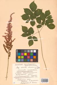 Astilbe rubra Hook. fil. & Thomson, Siberia, Russian Far East (S6) (Russia)