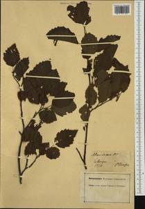 Alnus incana (L.) Moench, Western Europe (EUR) (Germany)