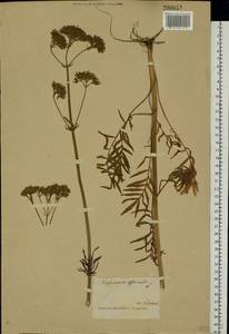 Valeriana officinalis L., Eastern Europe (no precise locality) (E0) (Not classified)
