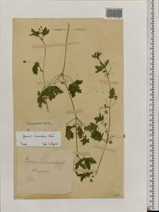 Geranium divaricatum Ehrh., Eastern Europe, Moldova (E13a) (Moldova)