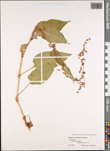 Koenigia songarica (Schrenk) T. M. Schust. & Reveal, Middle Asia, Pamir & Pamiro-Alai (M2) (Kyrgyzstan)