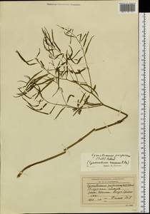 Vincetoxicum purpureum (Pall.) Kuntze, Siberia, Baikal & Transbaikal region (S4) (Russia)