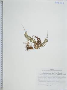 Polystichum craspedosorum (Maxim.) Diels, Siberia, Russian Far East (S6) (Russia)
