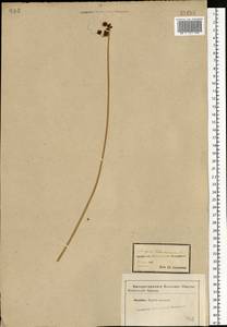 Schoenoplectus tabernaemontani (C.C.Gmel.) Palla, Eastern Europe, Central forest-and-steppe region (E6) (Russia)