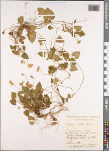 Viola alba subsp. dehnhardtii (Ten.) W.Becker, Caucasus, Georgia (K4) (Georgia)