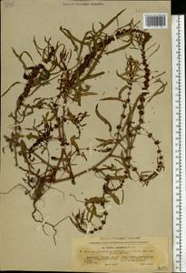 Rumex ucranicus Fisch., Eastern Europe, North Ukrainian region (E11) (Ukraine)