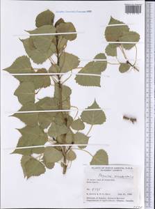 Populus deltoides subsp. monilifera (Ait.) Eckenwalder, America (AMER) (United States)