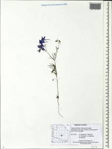 Delphinium consolida subsp. consolida, Eastern Europe, North-Western region (E2) (Russia)