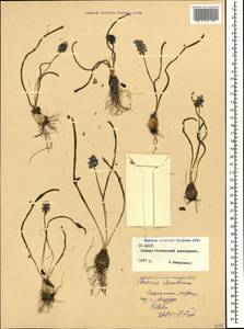 Muscari coeruleum Losinsk., Caucasus, North Ossetia, Ingushetia & Chechnya (K1c) (Russia)