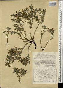 Arnebia fimbriata Maxim., Mongolia (MONG) (Mongolia)