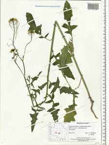 Sisymbrium loeselii L., Eastern Europe, North-Western region (E2) (Russia)