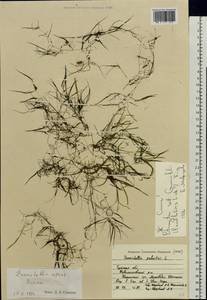 Zannichellia palustris subsp. palustris, Eastern Europe, Central region (E4) (Russia)