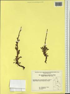 Arctanthemum arcticum (L.) Tzvelev, Siberia, Chukotka & Kamchatka (S7) (Russia)