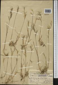 Bromus moeszii Pénzes, Middle Asia, Pamir & Pamiro-Alai (M2) (Uzbekistan)