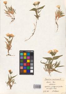 Dichodon maximum (L.) Á. Löve & D. Löve, Eastern Europe, Northern region (E1) (Russia)